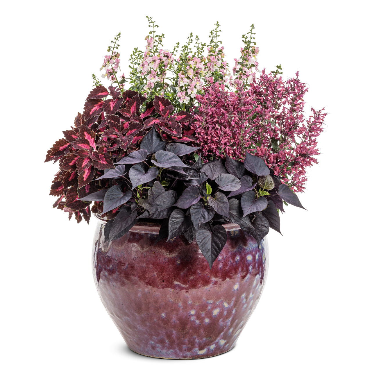 Proven Winners - Agastache Hybride Maestro Coral | Pot de 12,7 cm