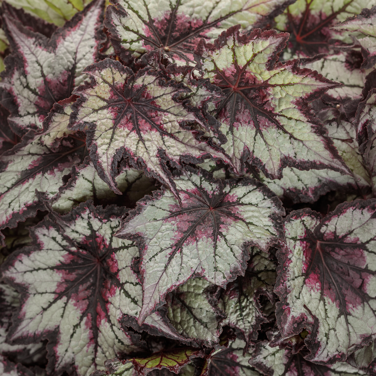 Proven Winners - Begonia Rex Space Age Black Hole