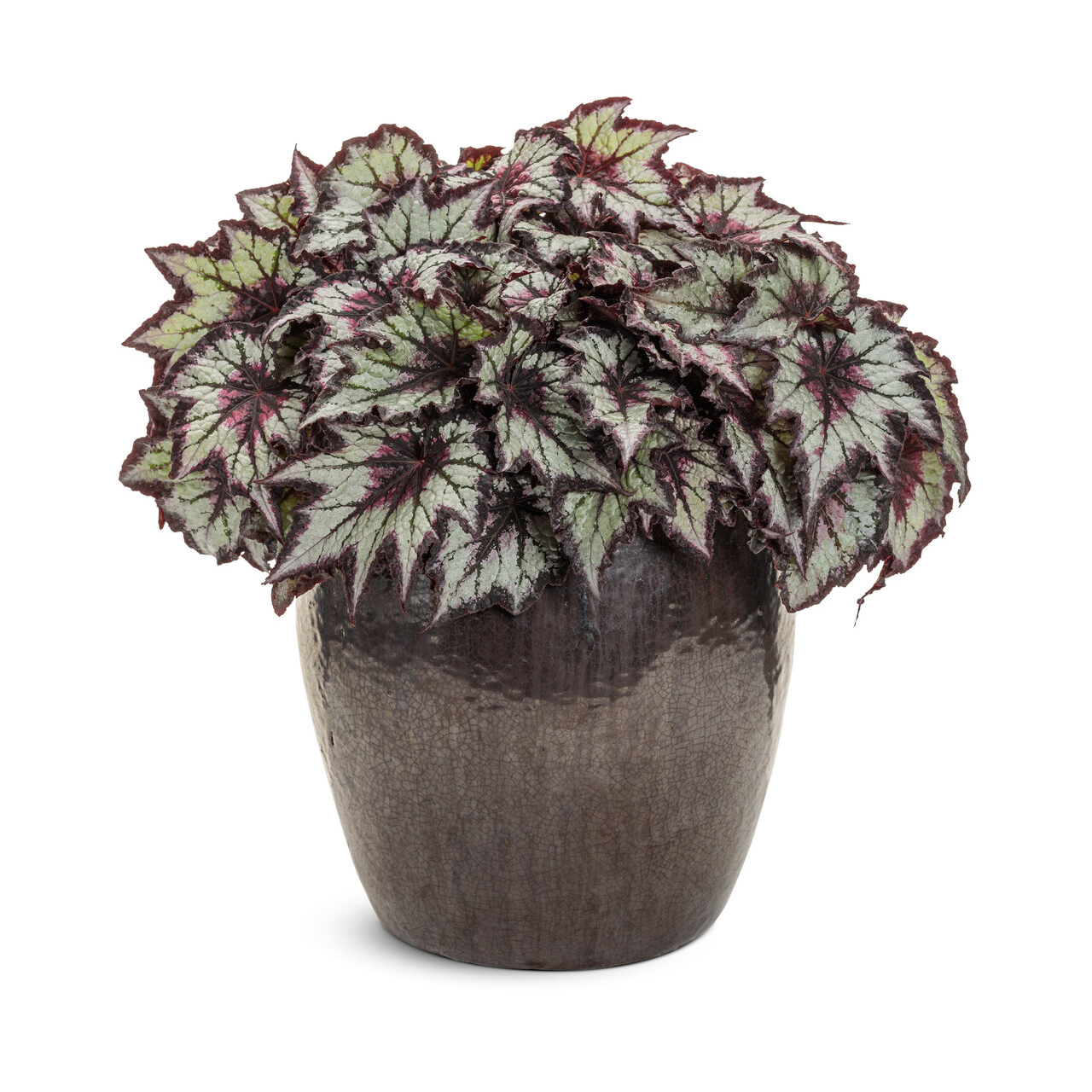 Proven Winners - Bégonia Rex Space Age Black Hole | Pot de 12 cm