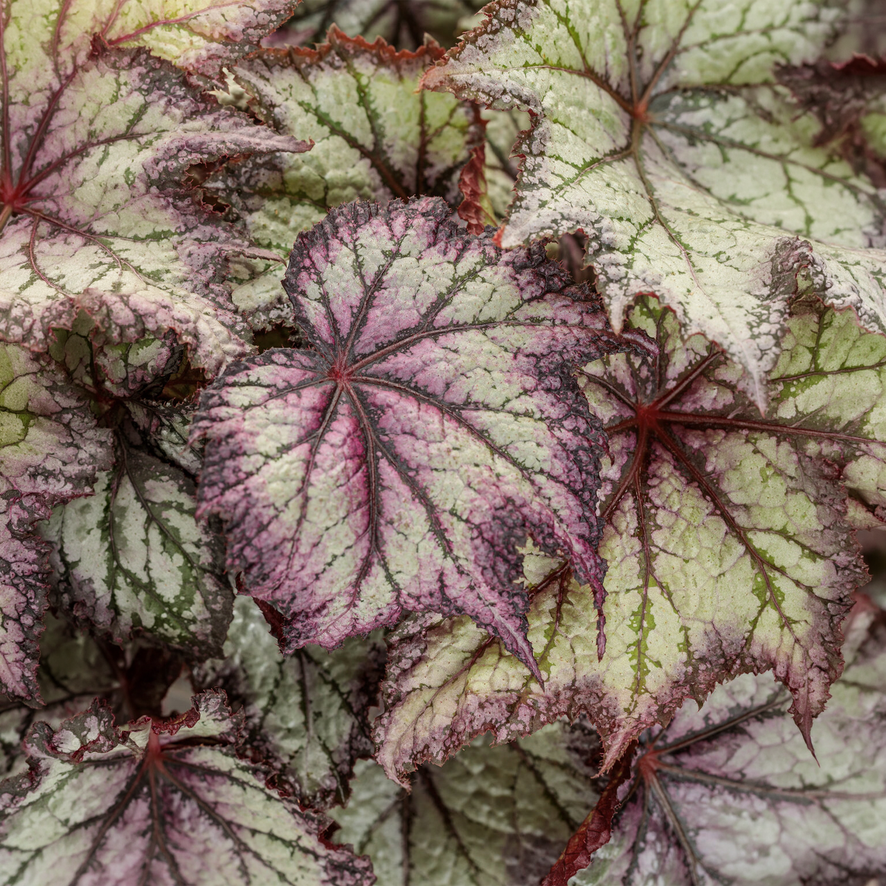 Proven Winners - Begonia Rex Space Age Europa
