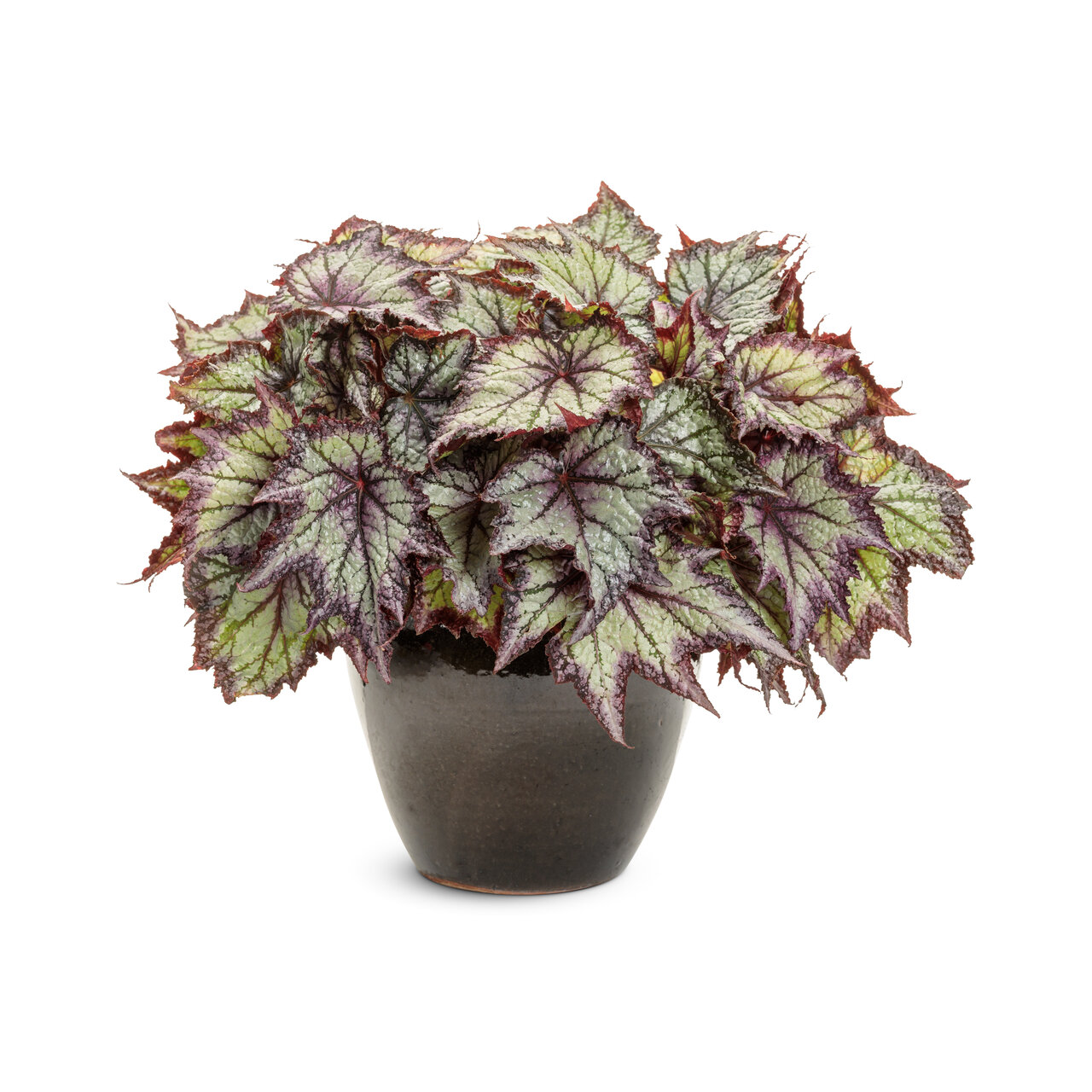 Proven Winners - Bégonia Rex Space Age Europa | Pot de 12,7 cm