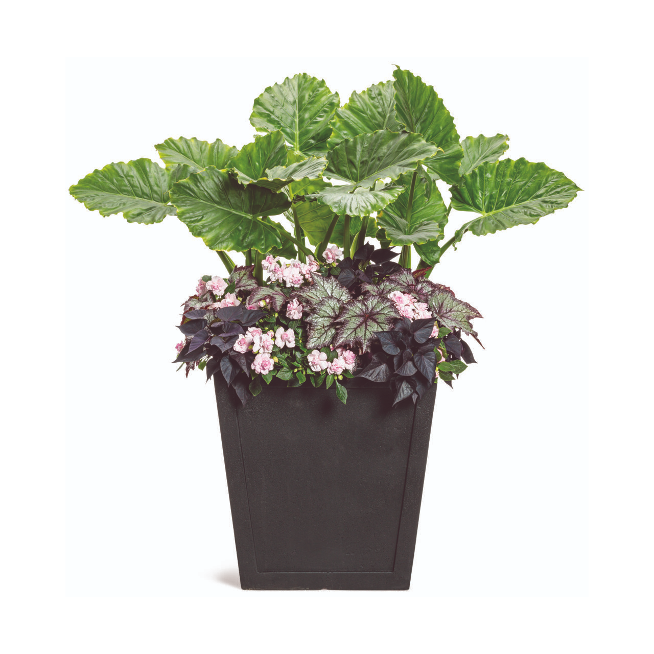 Proven Winners - Bégonia Rex Space Age Europa | Pot de 12,7 cm