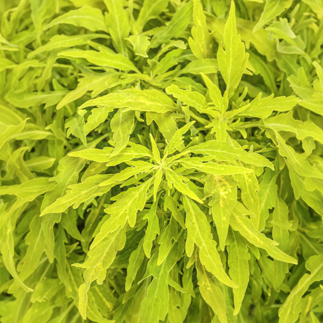 Proven Winners - Coleus Colorblaze Mini Me Chartreuse