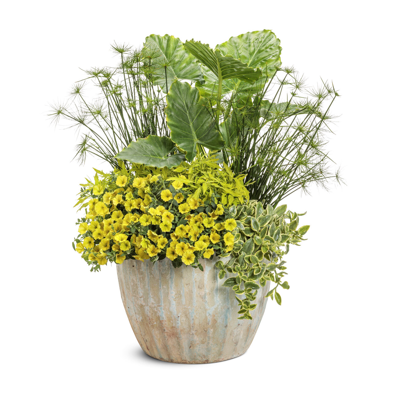 Proven Winners - Coleus Colorblaze Mini Me Chartreuse
