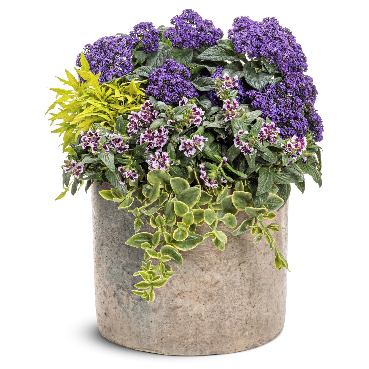 Proven Winners - Coleus Colorblaze Mini Me Chartreuse