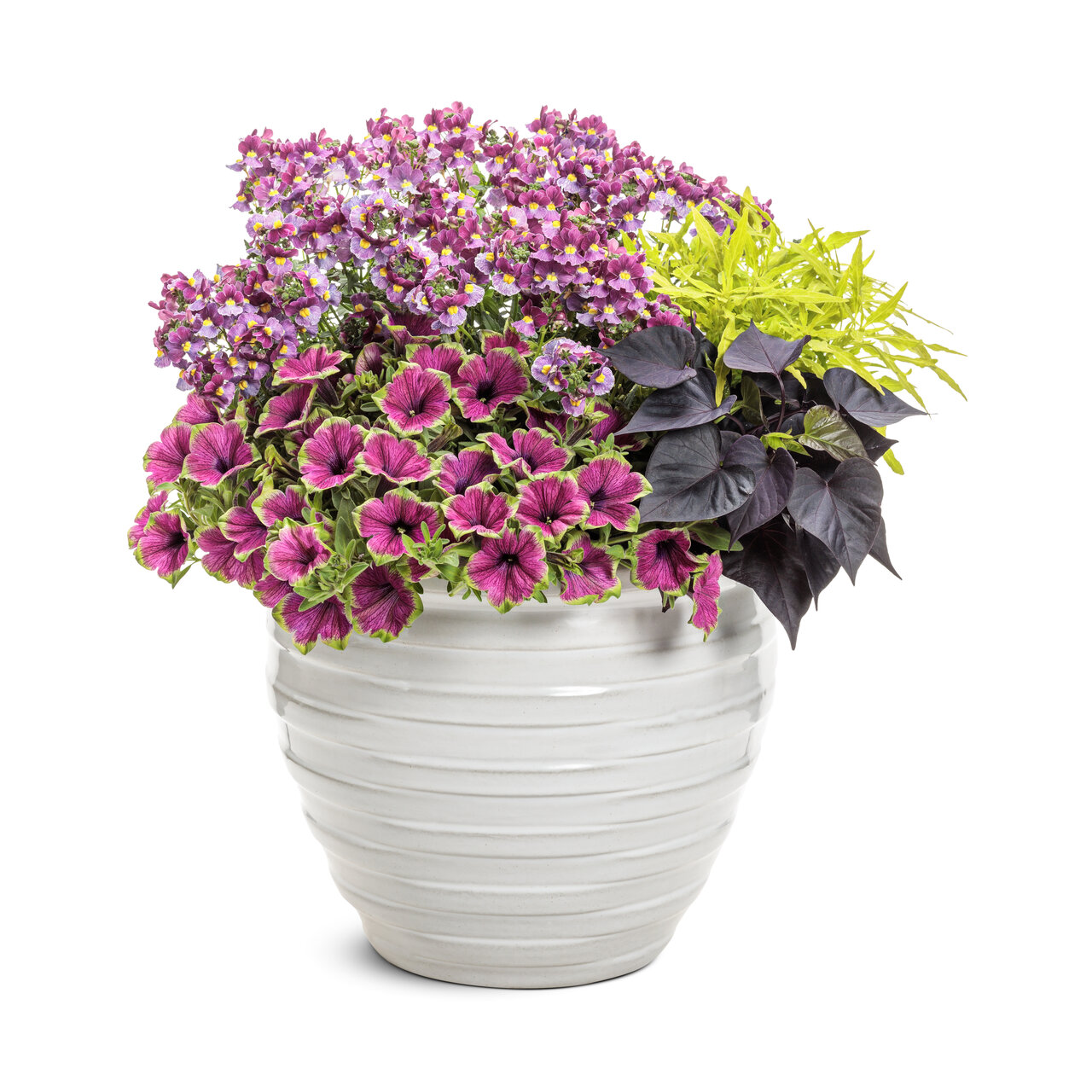 Proven Winners - Coleus Colorblaze Mini Me Chartreuse