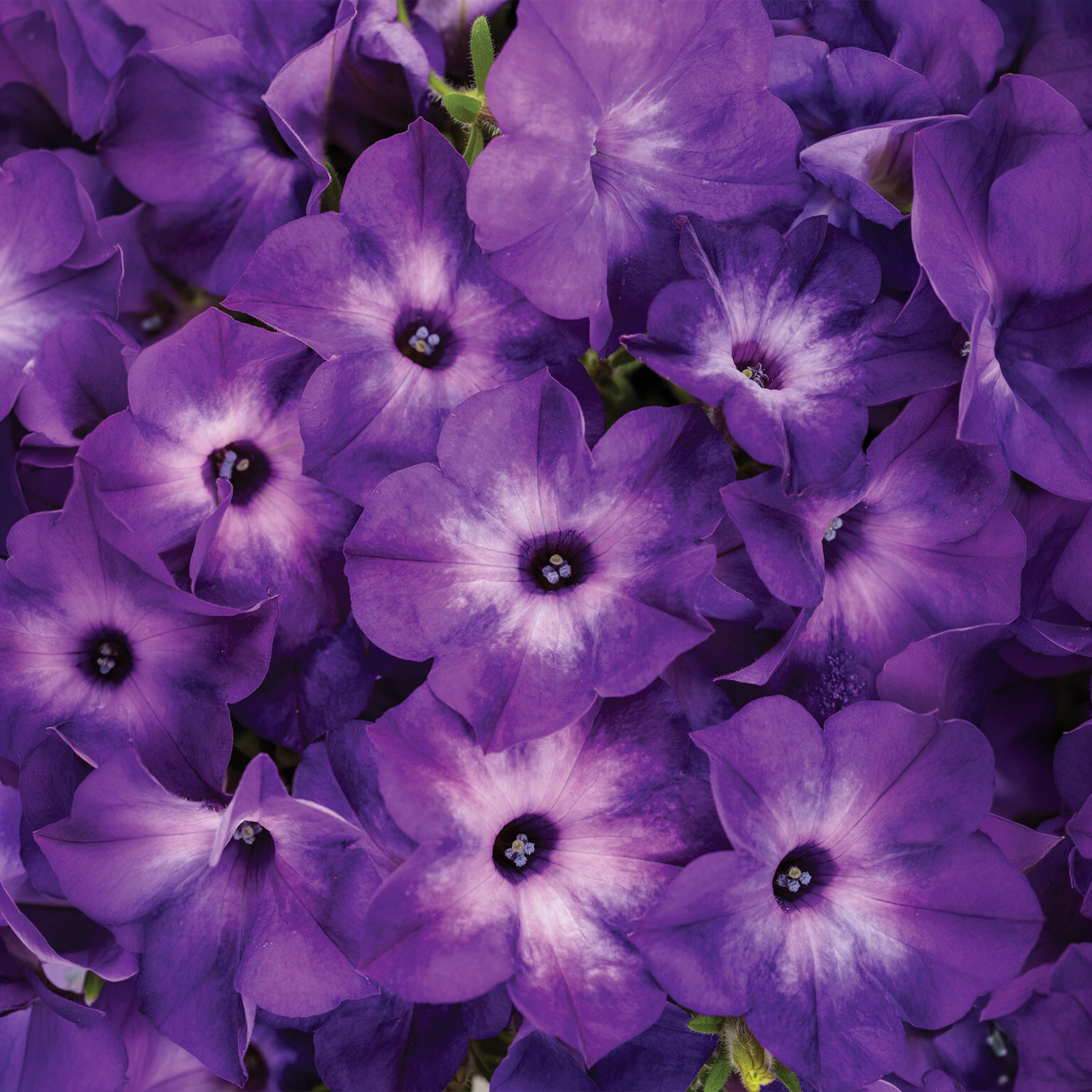Proven Winners - Petunia Supertunia Blue Tiara