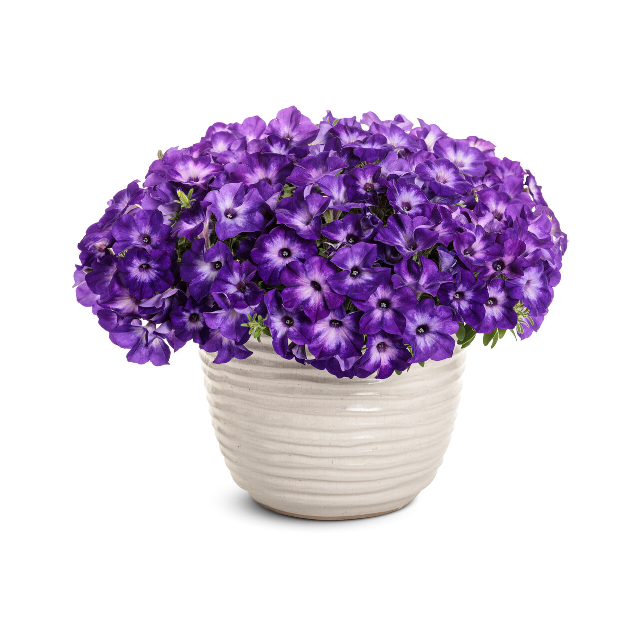 Proven Winners - Pétunia Supertunia Blue Tiara | Pot de 12,7 cm