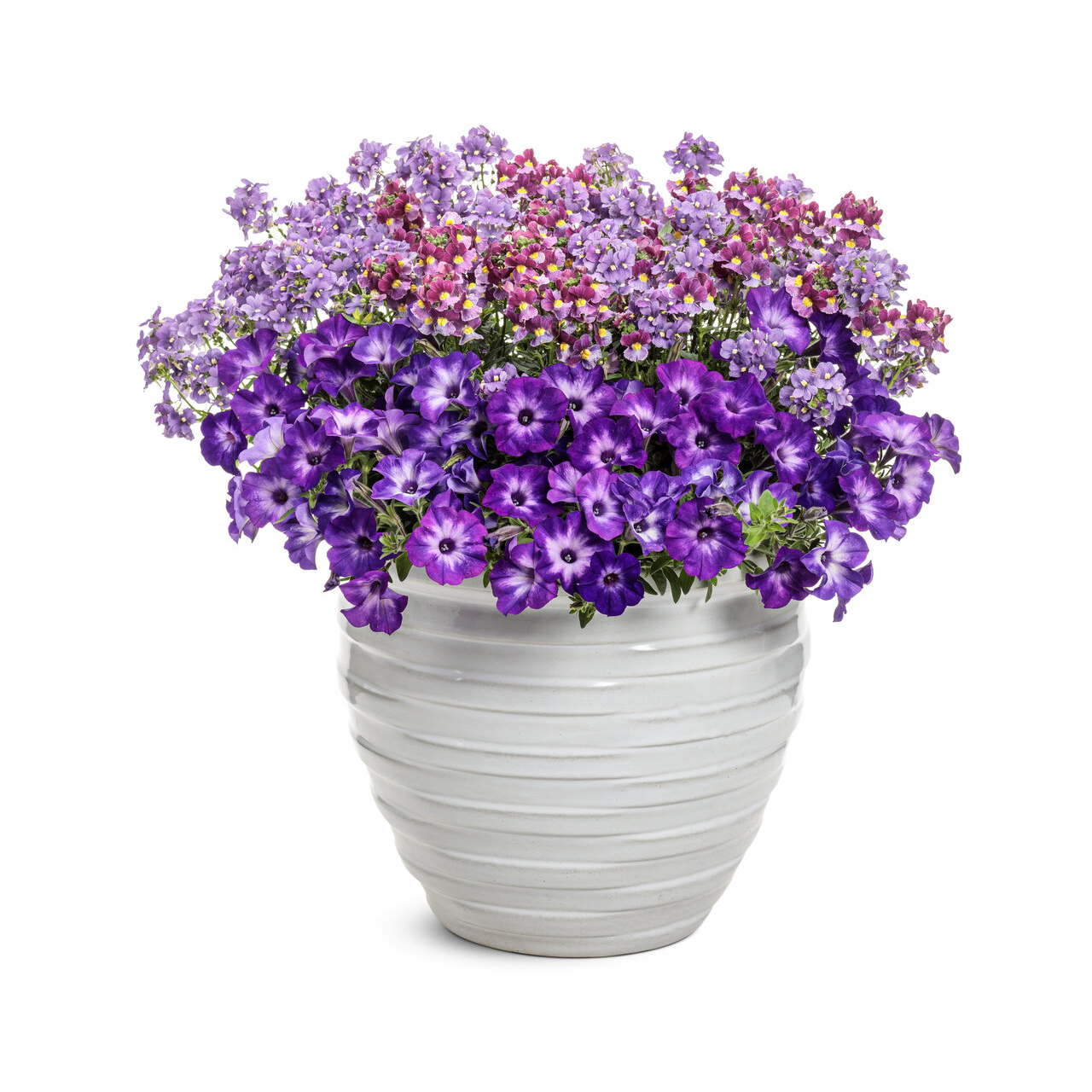 Proven Winners - Pétunia Supertunia Blue Tiara | Pot de 12,7 cm