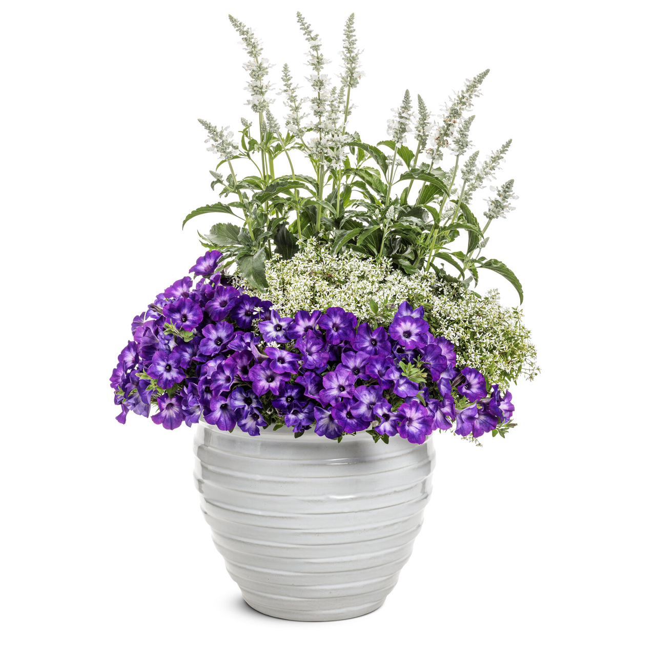 Proven Winners - Pétunia Supertunia Blue Tiara | Pot de 12,7 cm