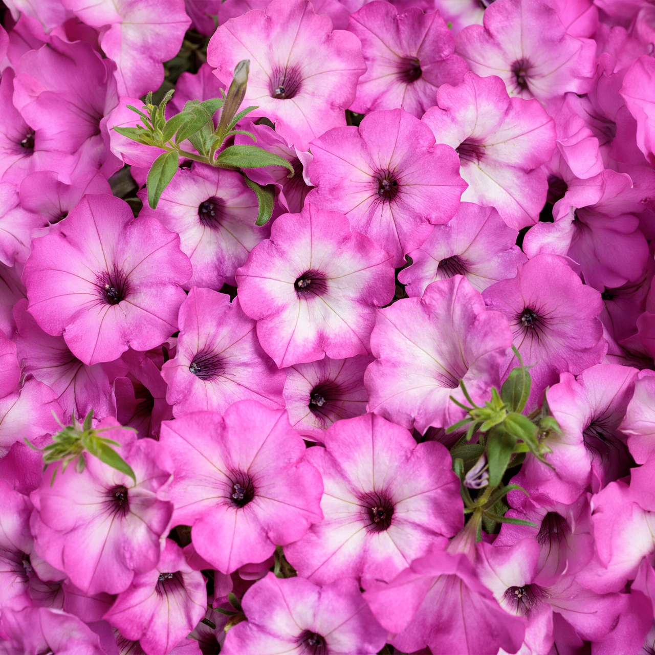 Proven Winners - Petunia Supertunia Tiara Pink