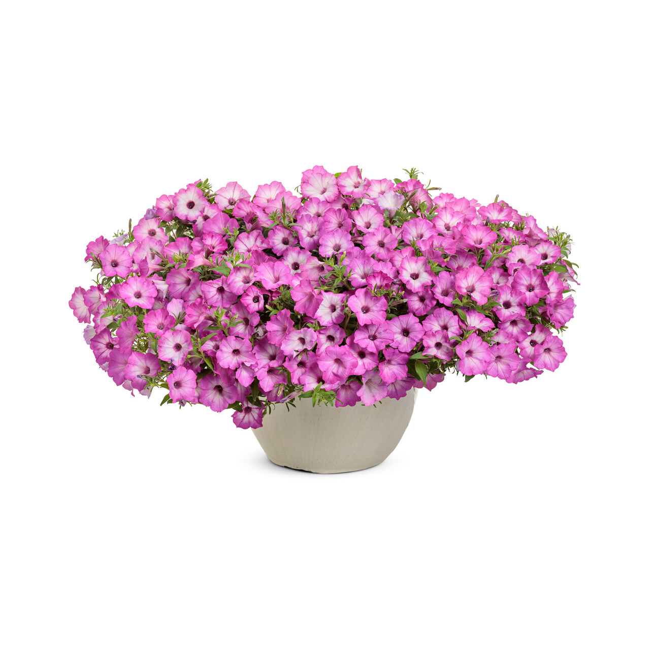 Proven Winners - Pétunia Supertunia Tiara Rose | Pot de 13 cm