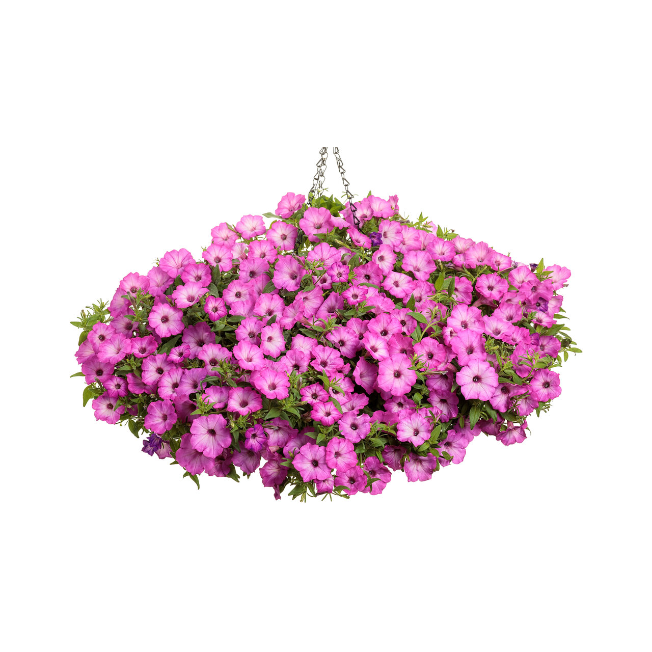 Proven Winners - Pétunia Supertunia Tiara Rose | Pot de 13 cm