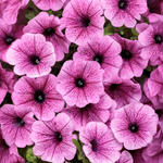 Proven Winners - Pétunia Supertunia Mini Vista Plum Veined | Pot de 12,7 cm