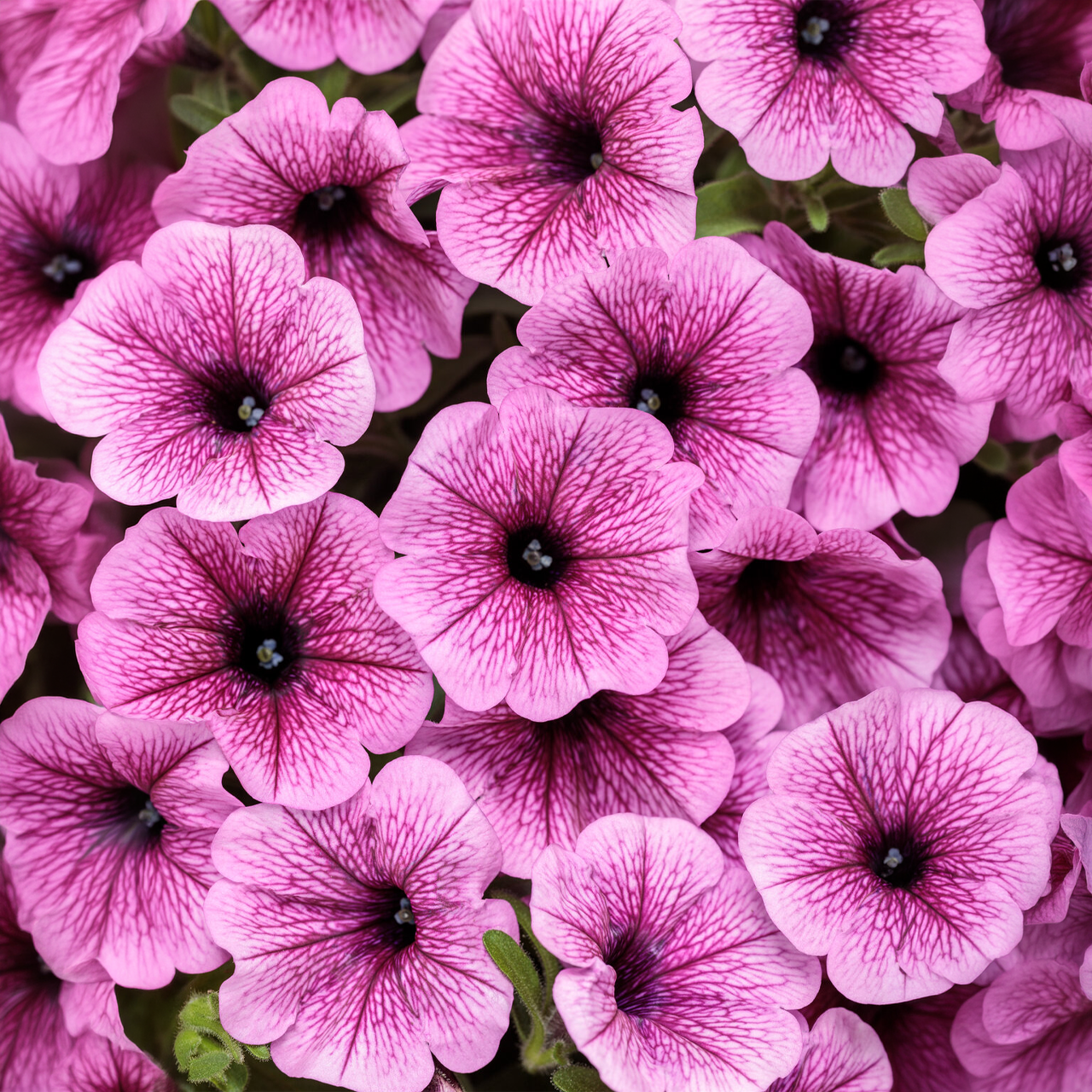 Proven Winners - Petunia Supertunia Mini Vista Plum Veind