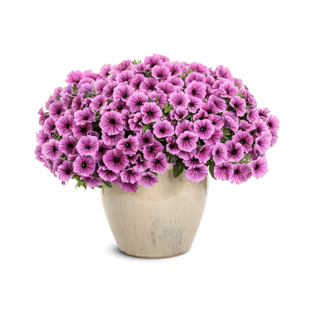 Proven Winners - Pétunia Supertunia Mini Vista Plum Veined | Pot de 12,7 cm