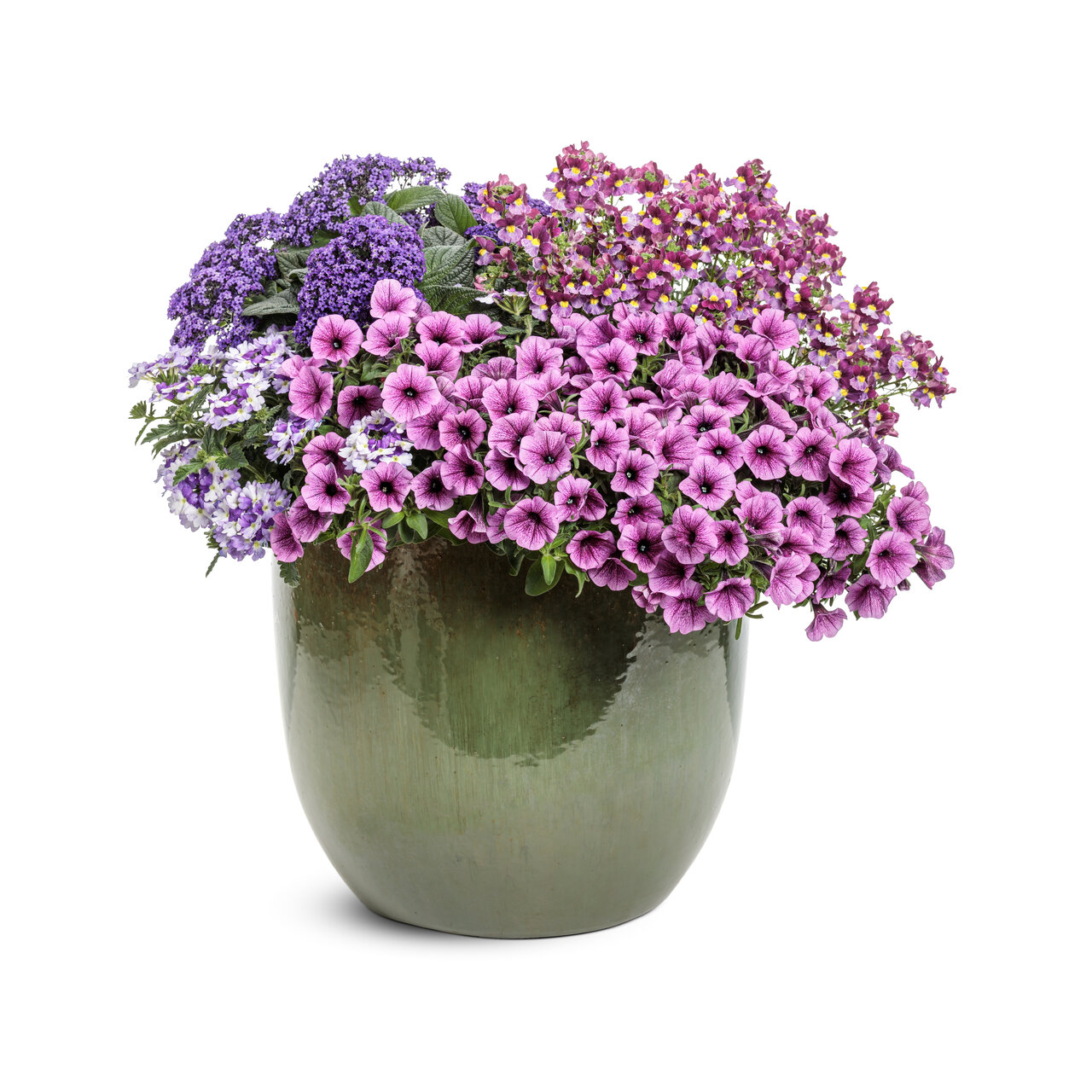 Proven Winners - Pétunia Supertunia Mini Vista Plum Veined | Pot de 12,7 cm