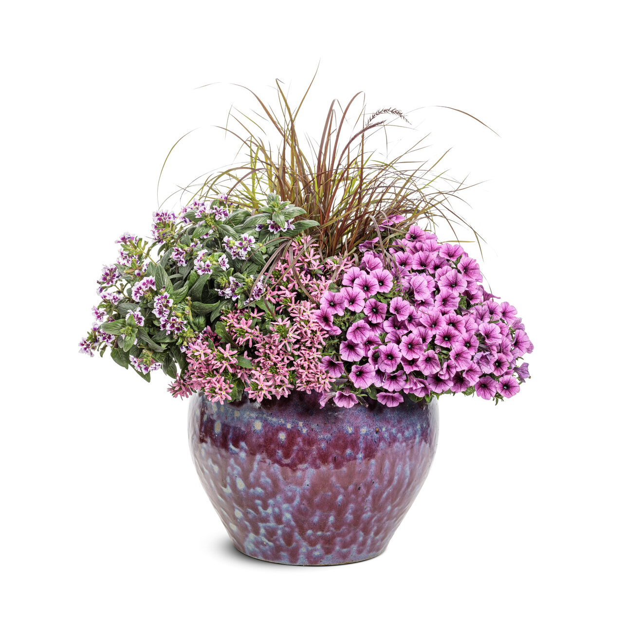 Proven Winners - Pétunia Supertunia Mini Vista Plum Veined | Pot de 12,7 cm