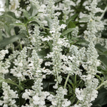 Proven Winners - Sauge Unplugged White | Pot de 12,7 cm