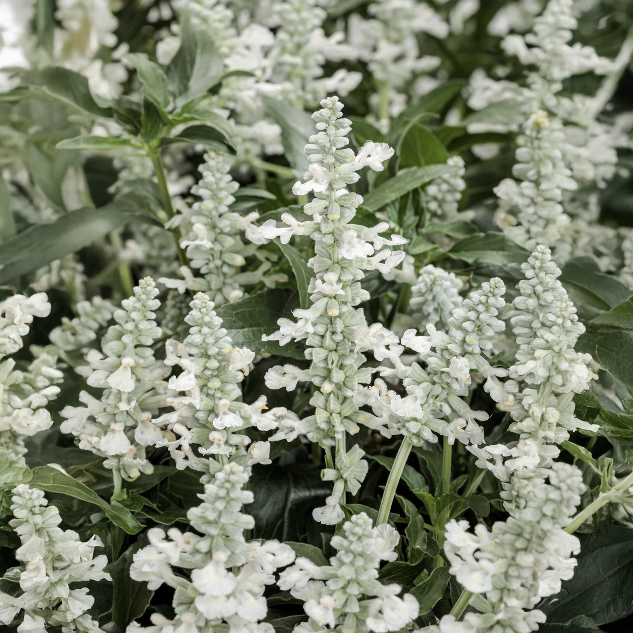 Proven Winners - Salvia Unplugged White
