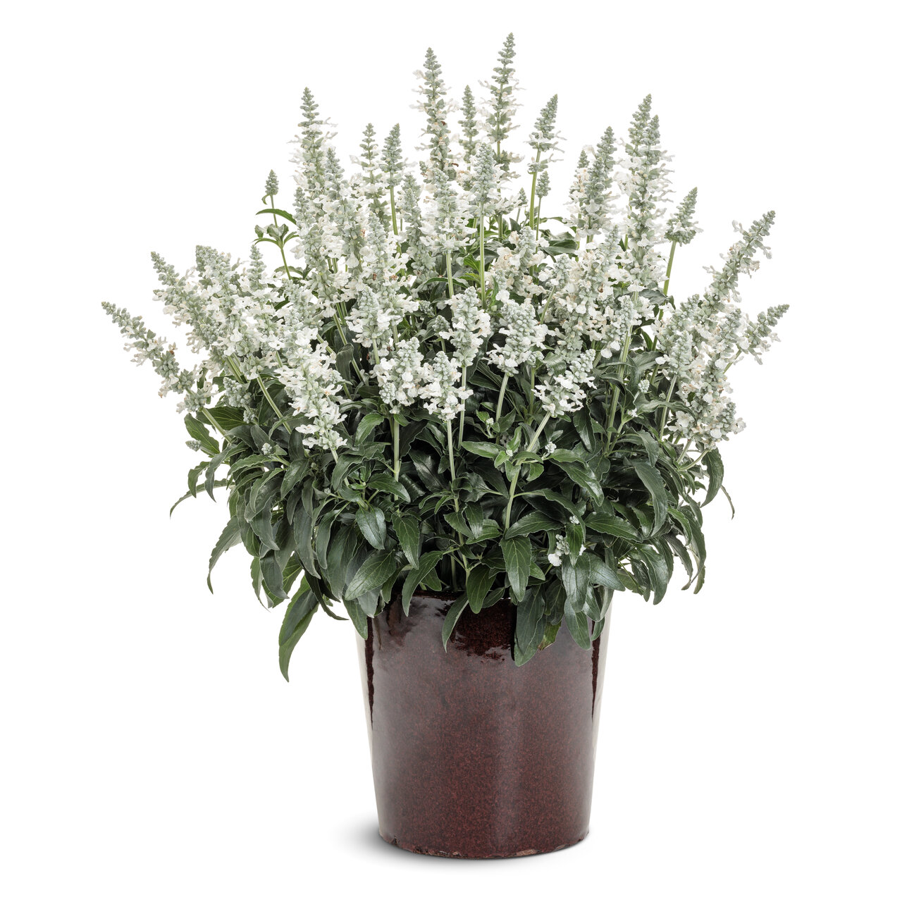 Proven Winners - Sauge Unplugged White | Pot de 12,7 cm