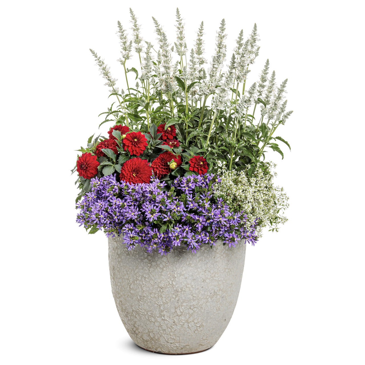 Proven Winners - Sauge Unplugged White | Pot de 12,7 cm