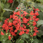 Proven Winners - Salvia Unplugged Red | Pot de 13 cm