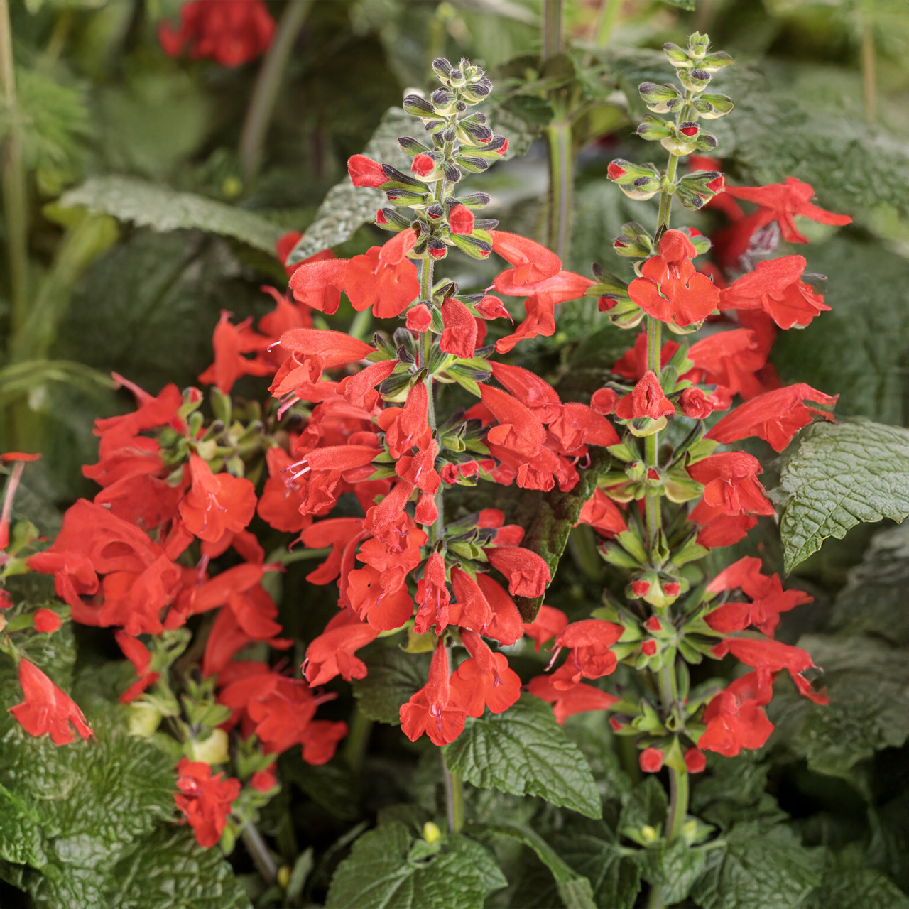 Proven Winners - Salvia Unplugged Red