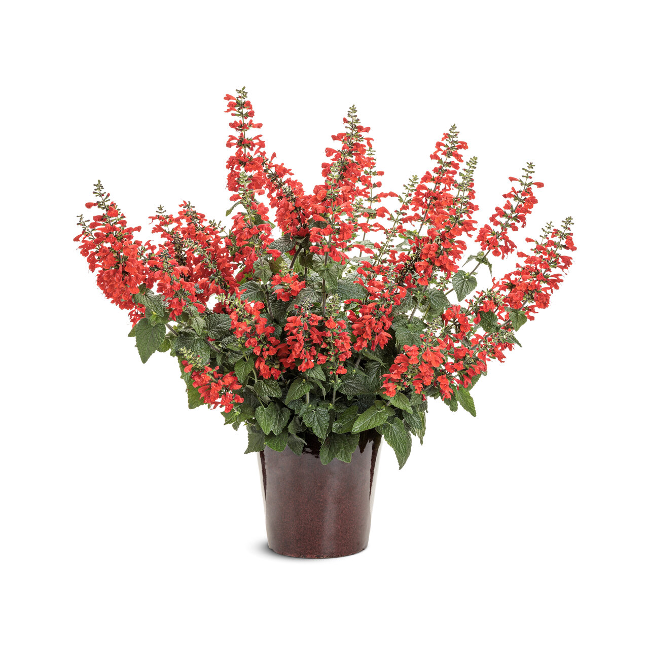 Proven Winners - Salvia Unplugged Red | Pot de 13 cm