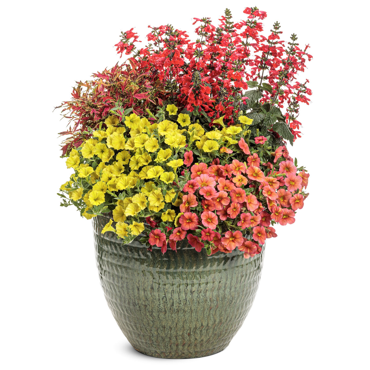 Proven Winners - Salvia Unplugged Red | Pot de 13 cm