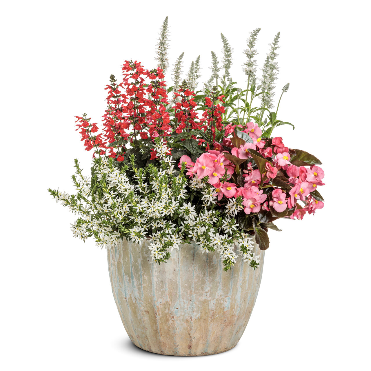 Proven Winners - Salvia Unplugged Red | Pot de 13 cm
