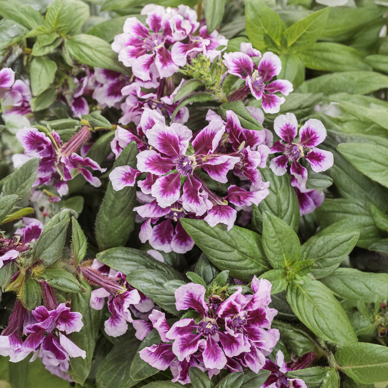 Proven Winners - Cuphea Totally Tempted Frosted Violets