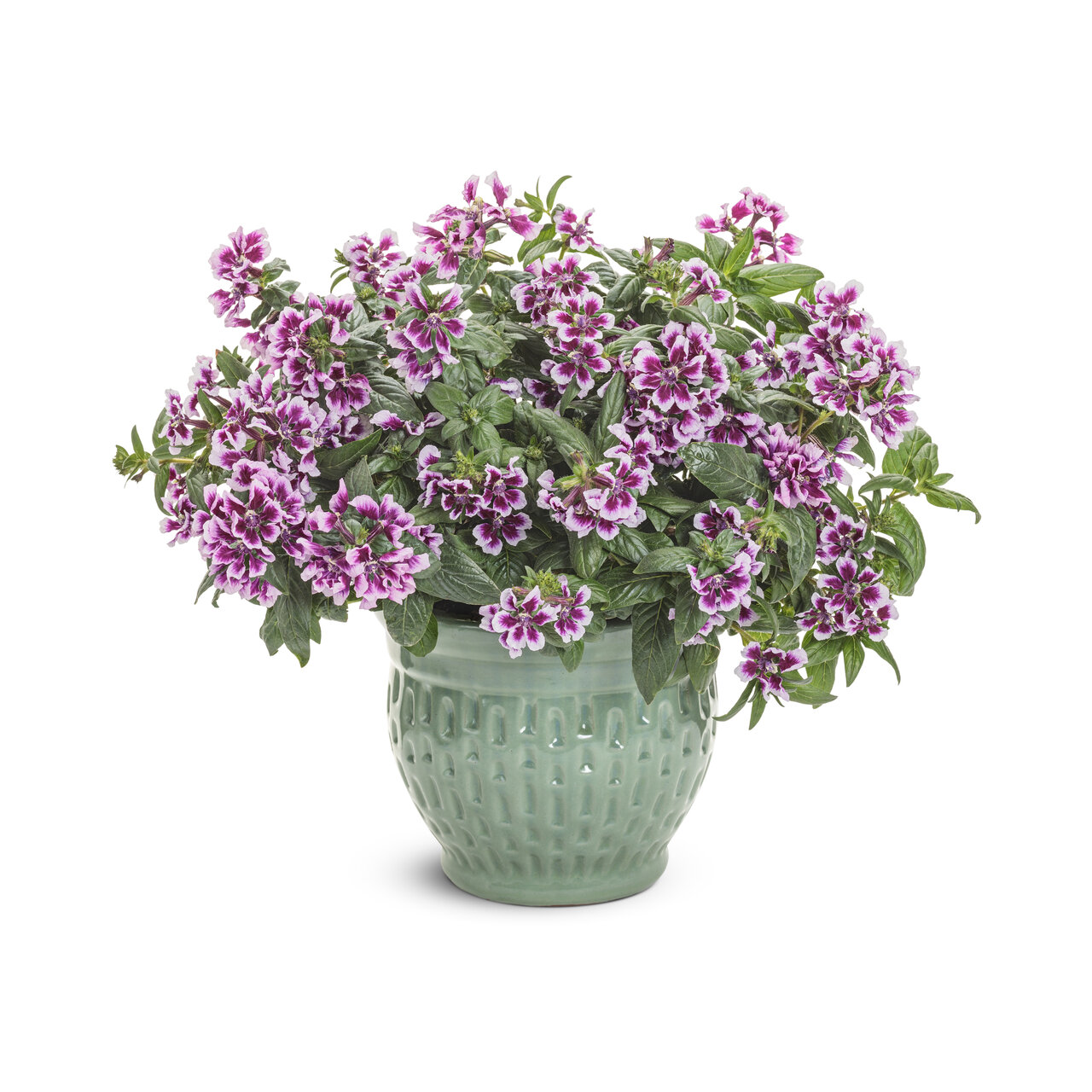 Proven Winners - Cuphea Totally Tempted Frosted Violets | Pot de 5 po