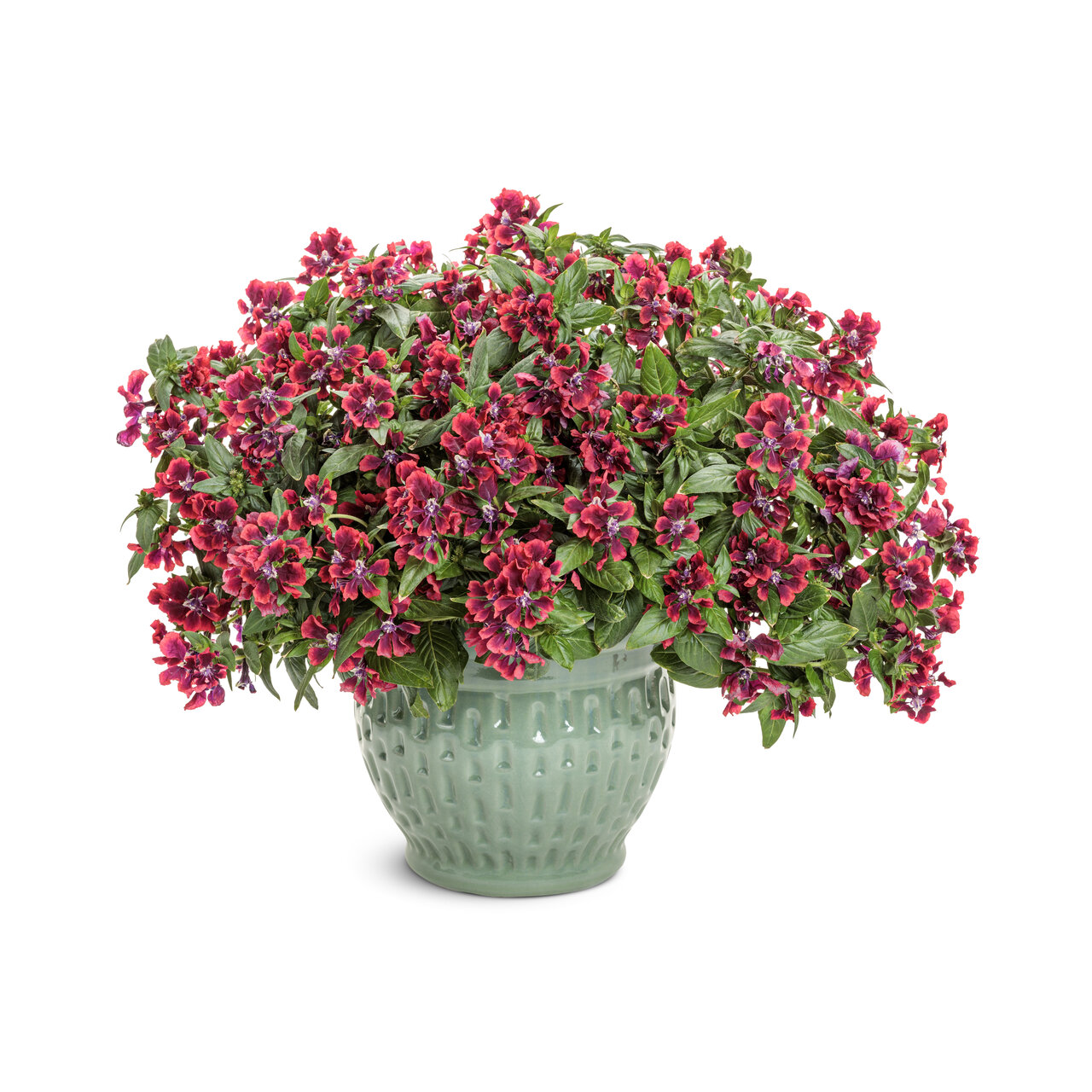 Proven Winners - Scuphea Totally Tempted Richy Red | Pot de 5 pouces