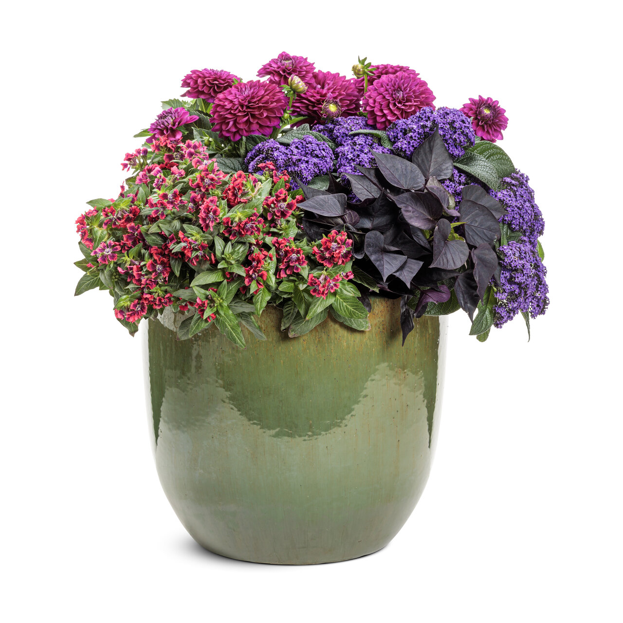 Proven Winners - Scuphea Totally Tempted Richy Red | Pot de 5 pouces