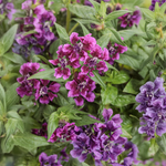Proven Winners - Cuphea Totally Tempted Vivid Violet | Pot de 5 pouces