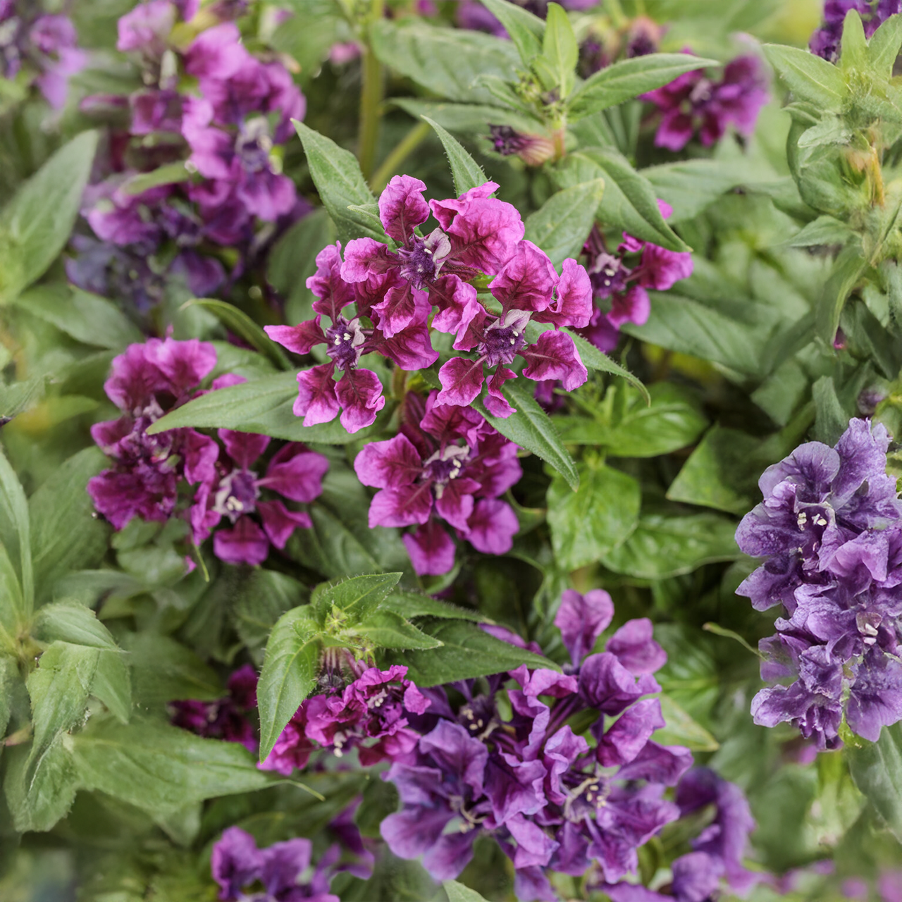 Proven Winners - Cuphea Totally Tempted Vivid Violet
