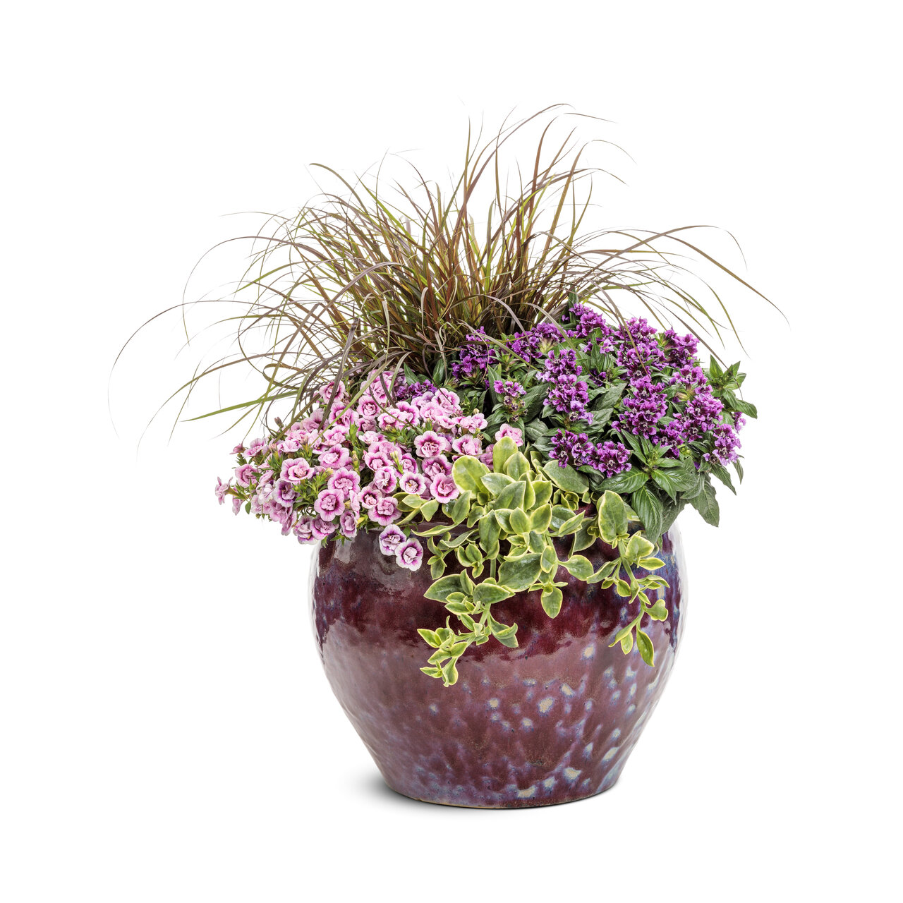 Proven Winners - Cuphea Totally Tempted Vivid Violet | Pot de 5 pouces
