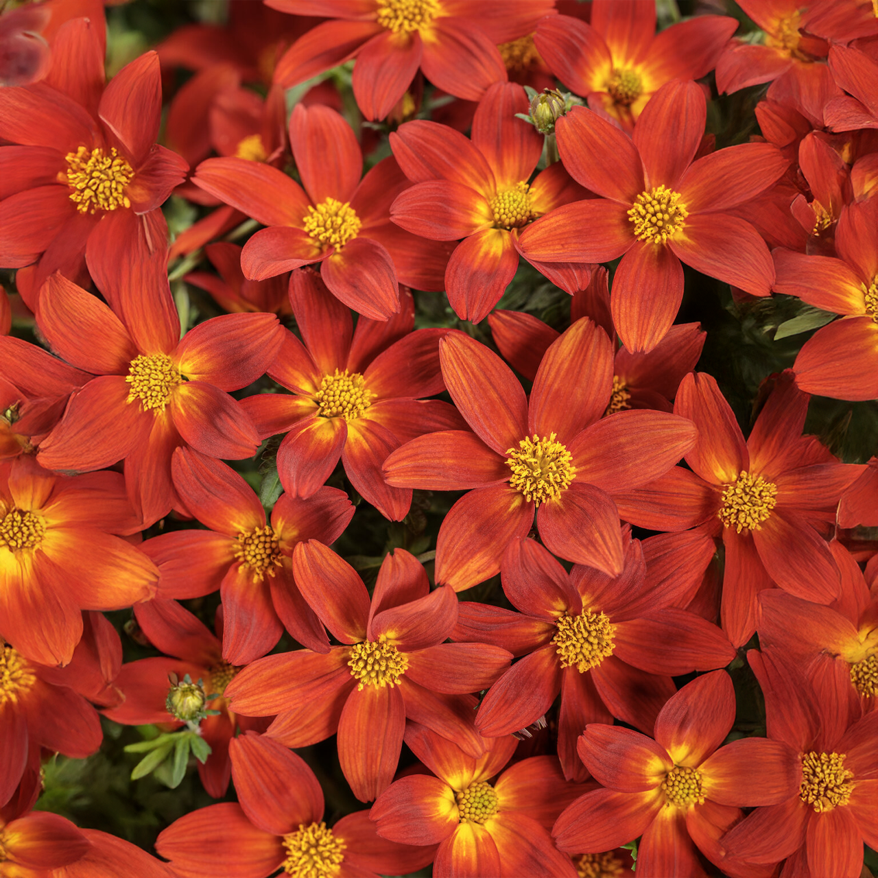 Proven Winners - Bidens Campfire Red Ember