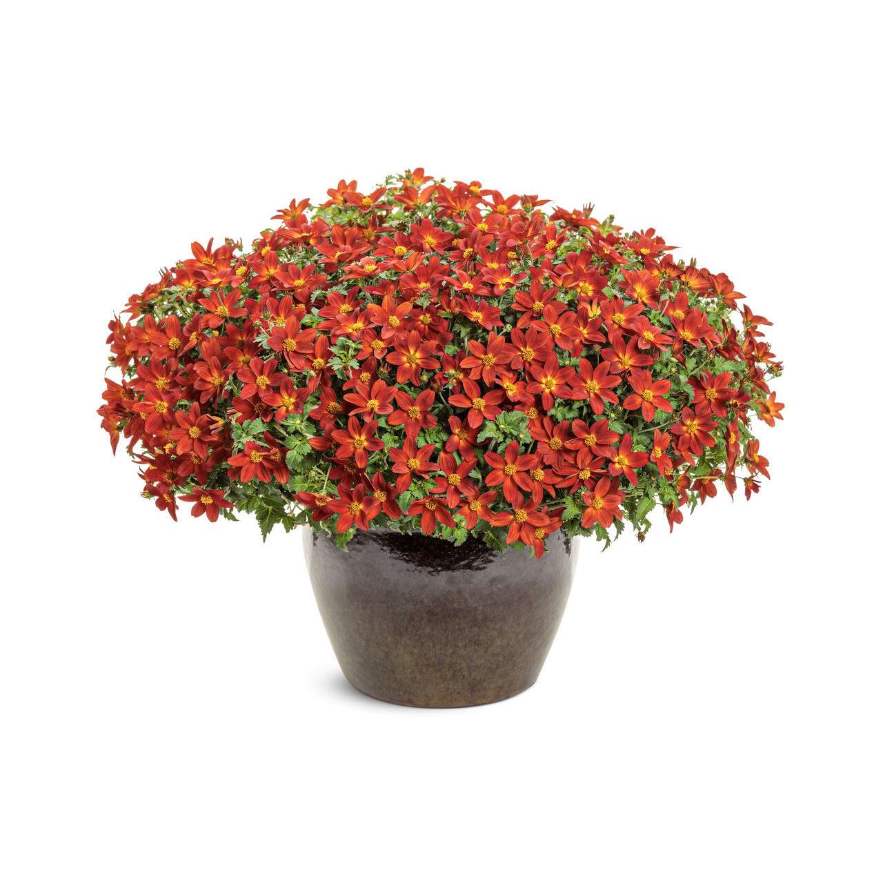 Proven Winners - Bidens Campfire Red Ember | Pot de 13 cm