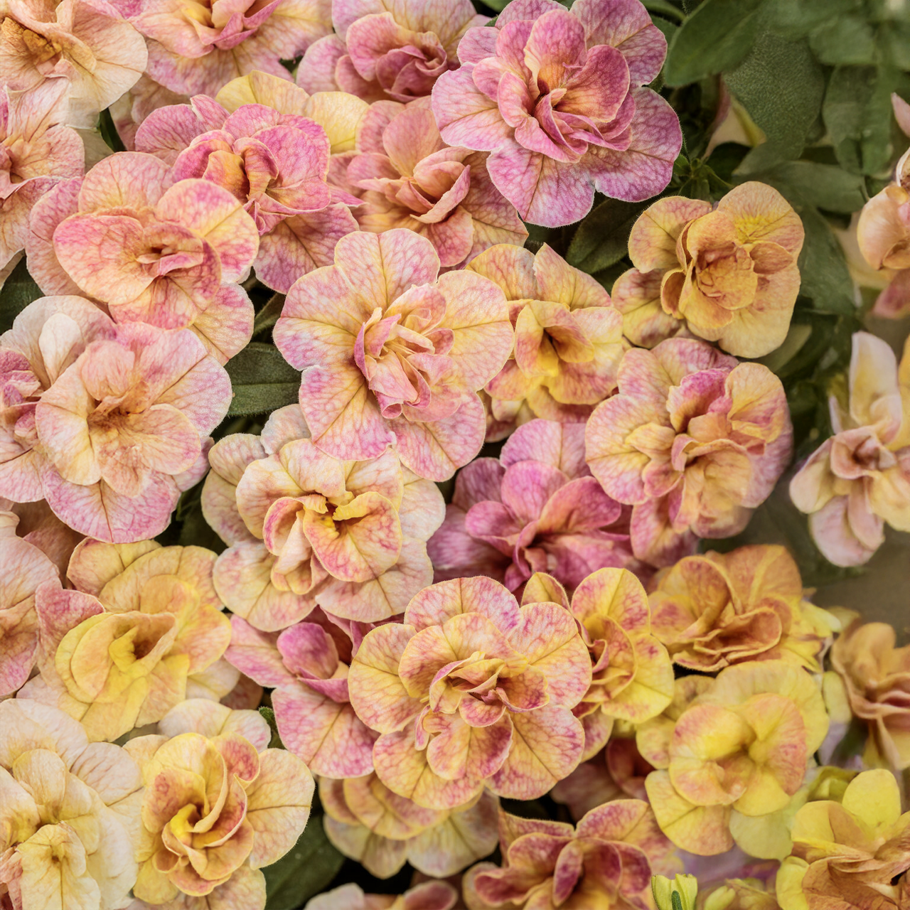Proven Winners - Calibracoa Superbells Magic Double Grapefruit