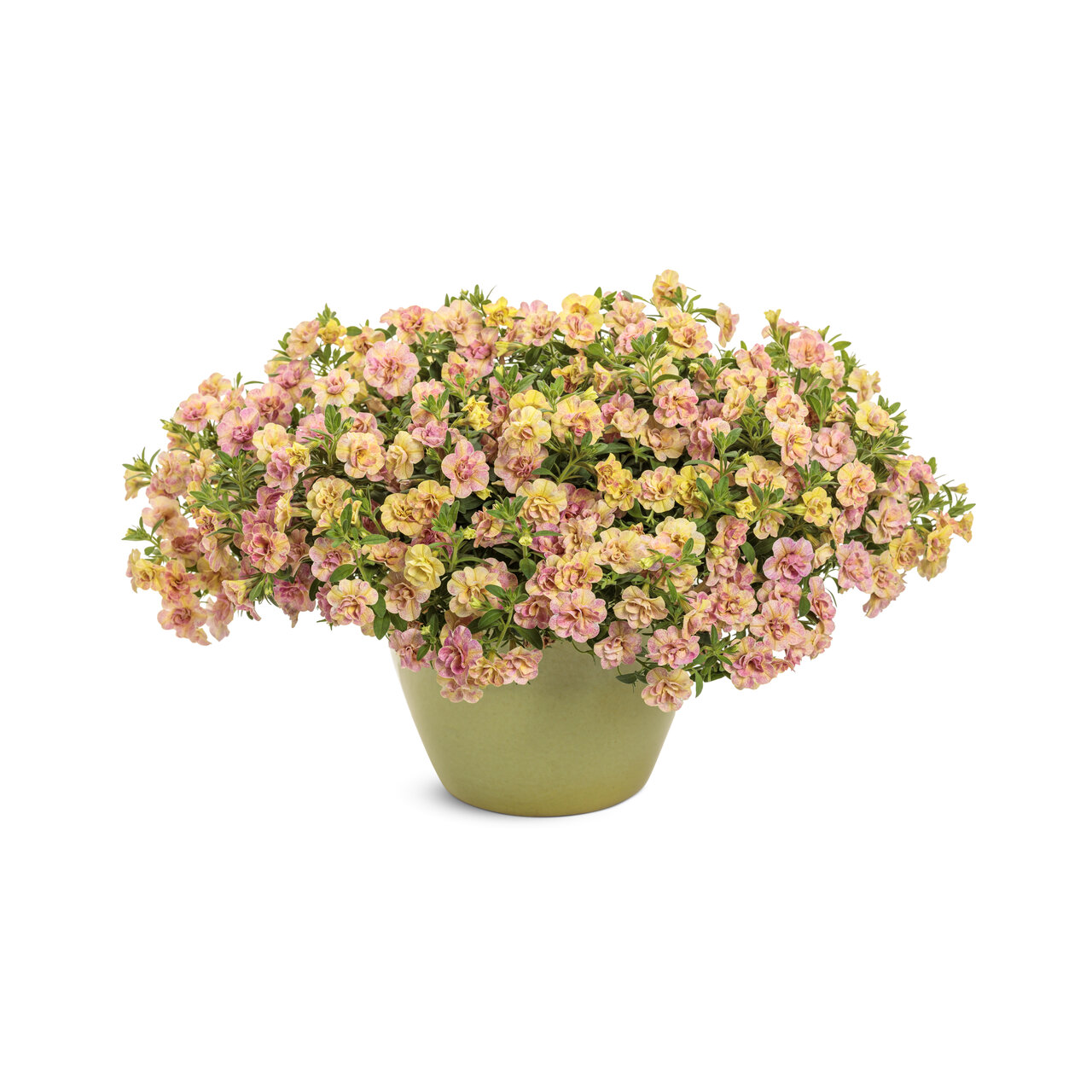 Proven Winners - Calibrachoa Superbells Magic Double Grapefruit | Pot de 5 po