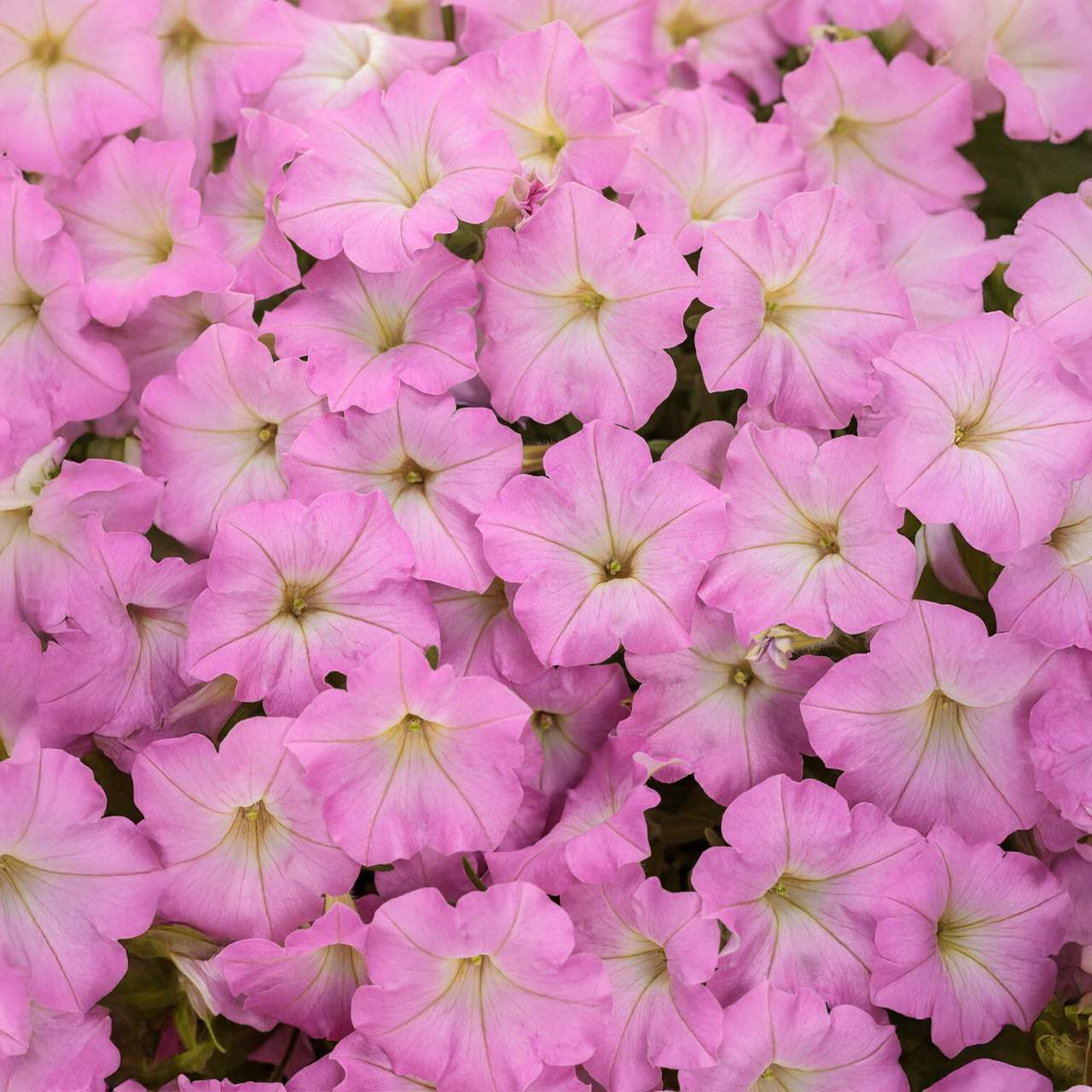 Proven Winners - Petunia Supertunia Mini Vista Pinki Cloud