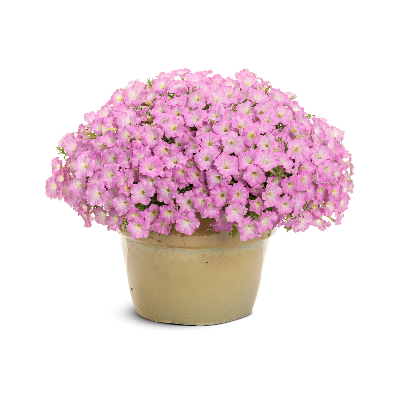 Proven Winners - Pétunia Supertunia Mini Vista Pinki Cloud | Pot de 13 cm