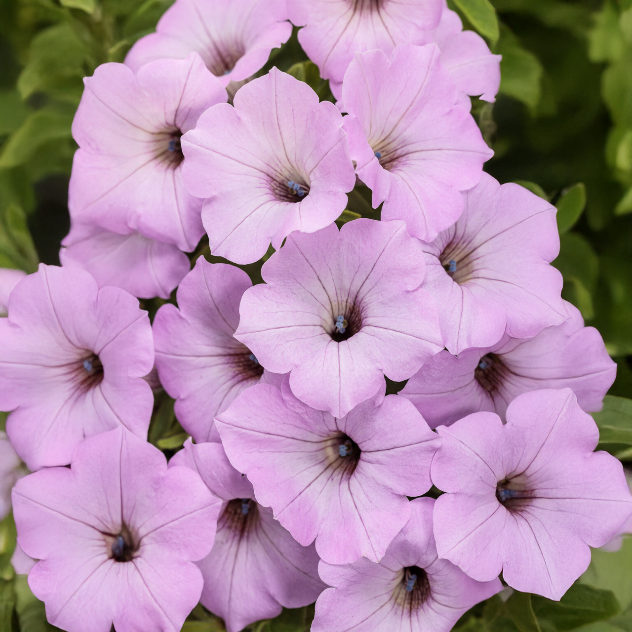 Proven Winners - Petunia Supertunia Vista Cool Jazz