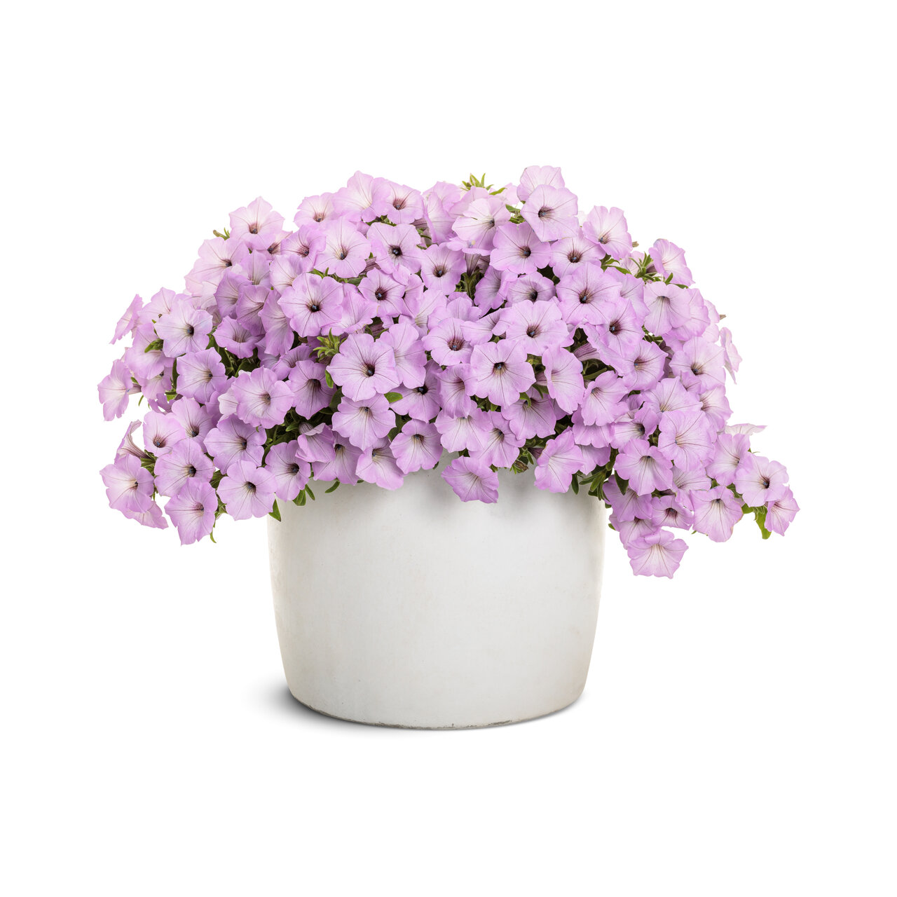 Proven Winners - Pétunia Supertunia Vista Cool Jazz | Pot de 12,7 cm