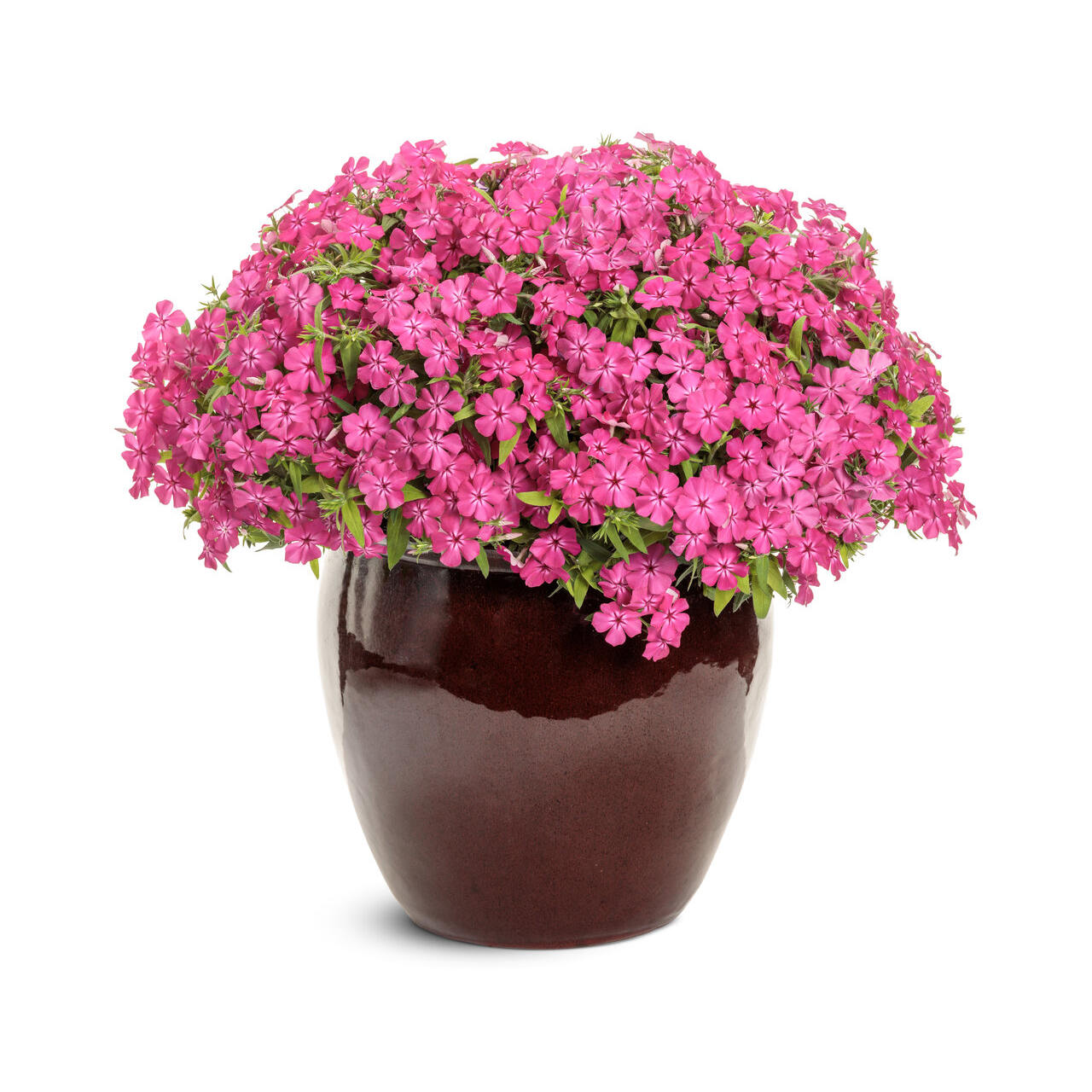 Proven Winners - Phlox Southern Blaze Rose vif | Pot de 12,7 cm