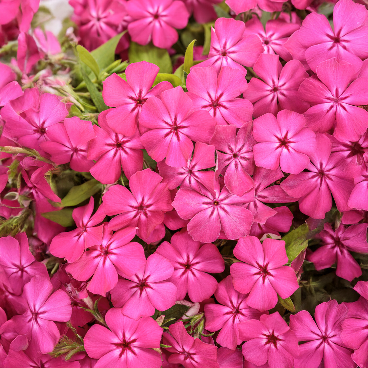Proven Winners - Phlox Southern Blaze Bright Pink
