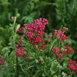 Achillée Millefeuille 'New Vintage Red'
