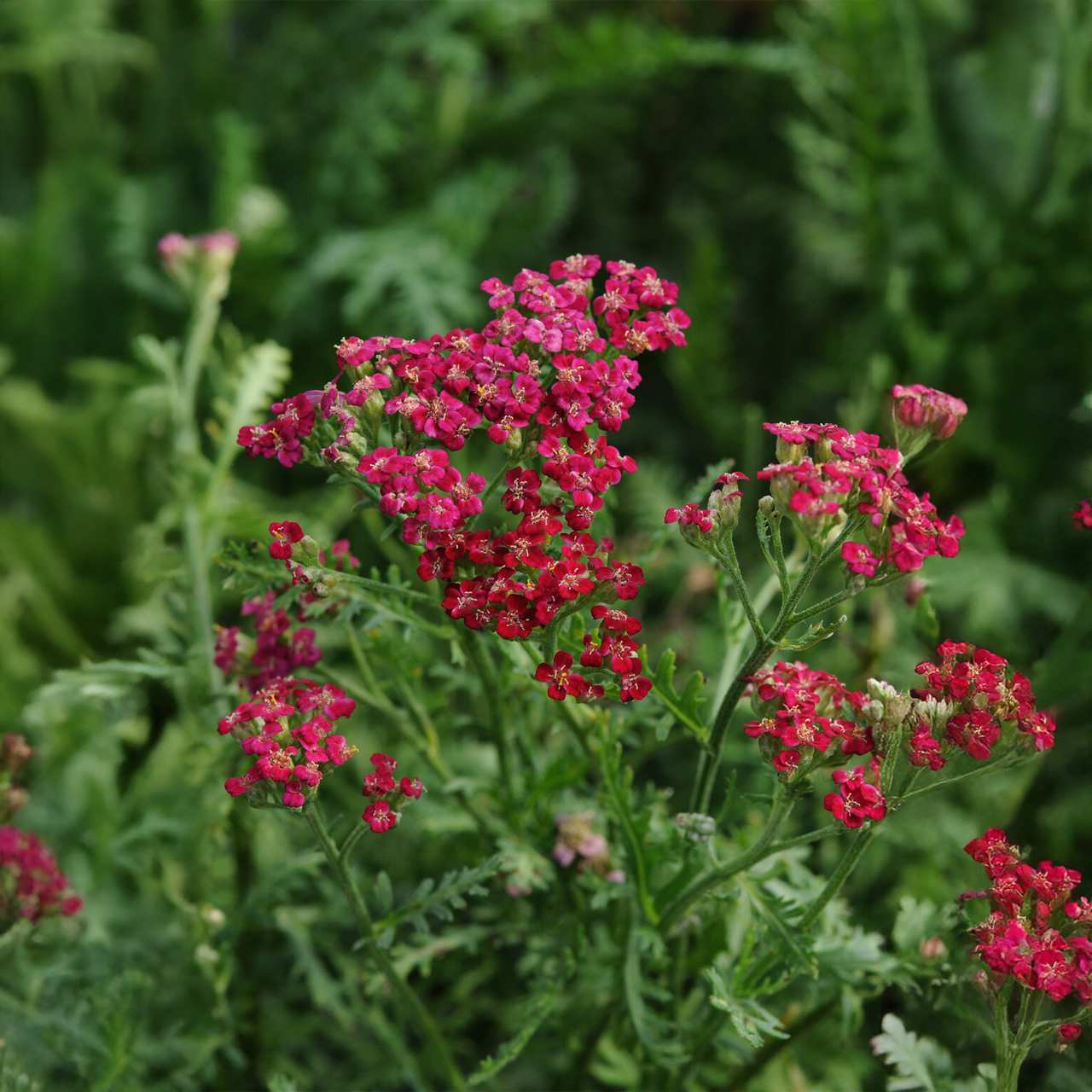Achillée Millefeuille 'New Vintage Red'